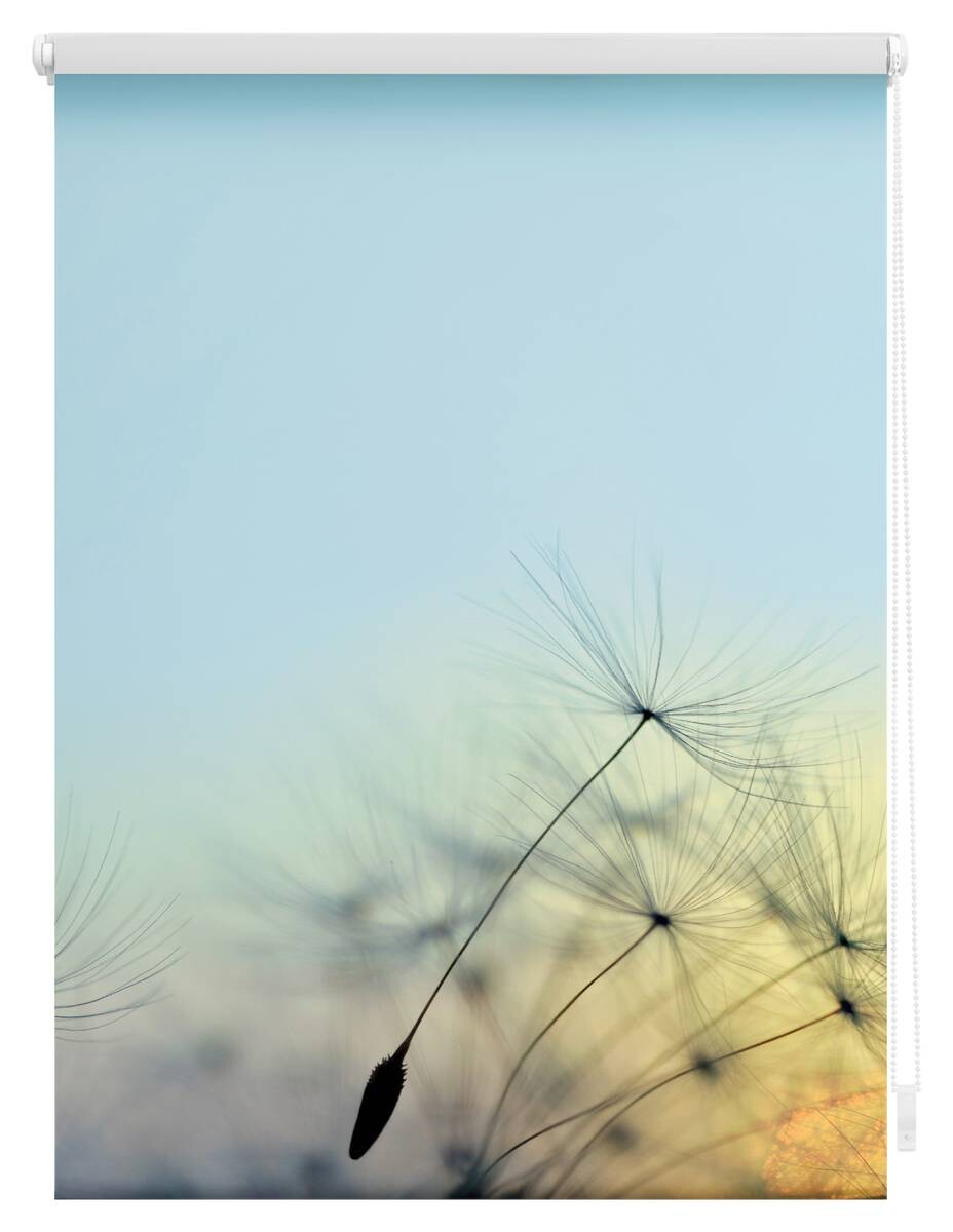 LICHTBLICK Rollo Pusteblume blau B/L: ca. 60x150 cm