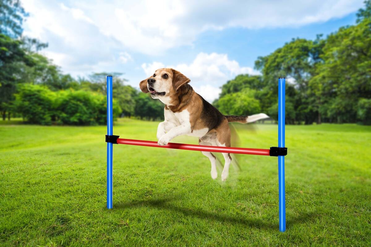 Pet Toys Agility Hürdenset blau Kunststoff
