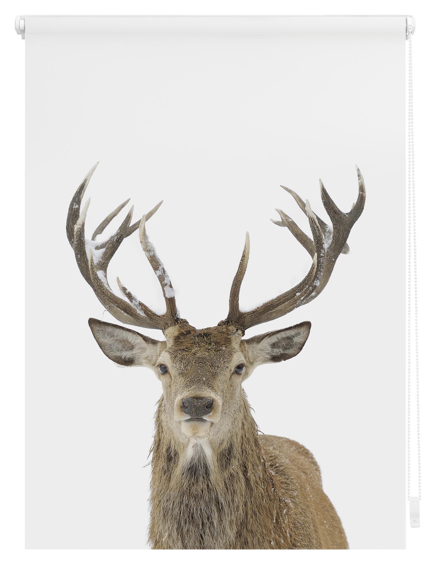 LICHTBLICK Rollo Hirsch braun B/L: ca. 80x150 cm