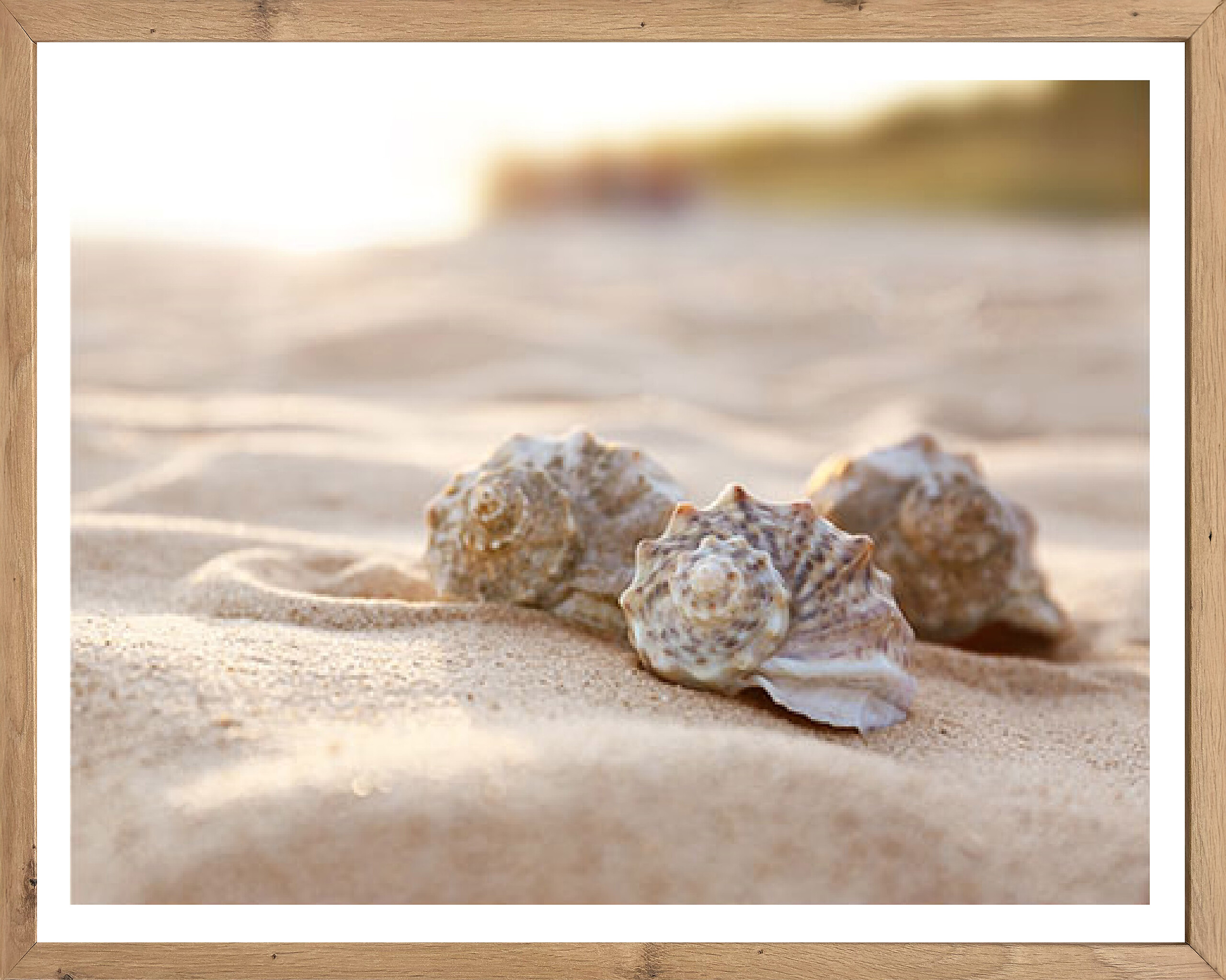 Gerahmtes Bild Muscheln B/H: ca. 50x40 cm