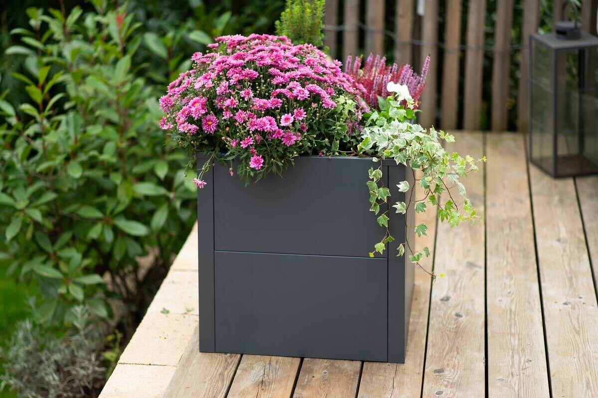 Westmann Pflanzkasten Talus anthrazit Metall B/H/L: ca. 50x50x50 cm