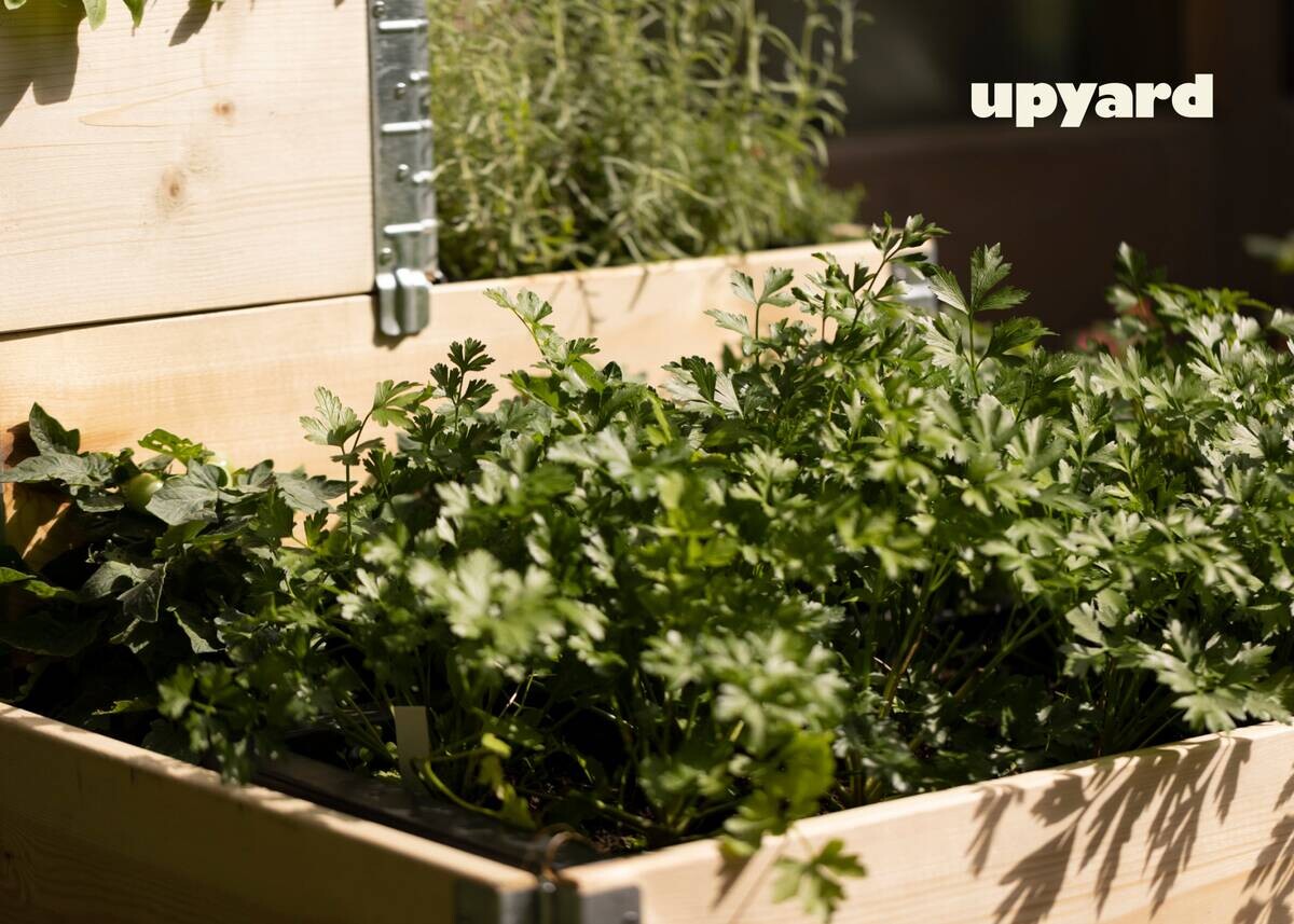 UPYARD Stufenbeet INDUSTRIAL natur Holz B/L: ca. 40x60 cm