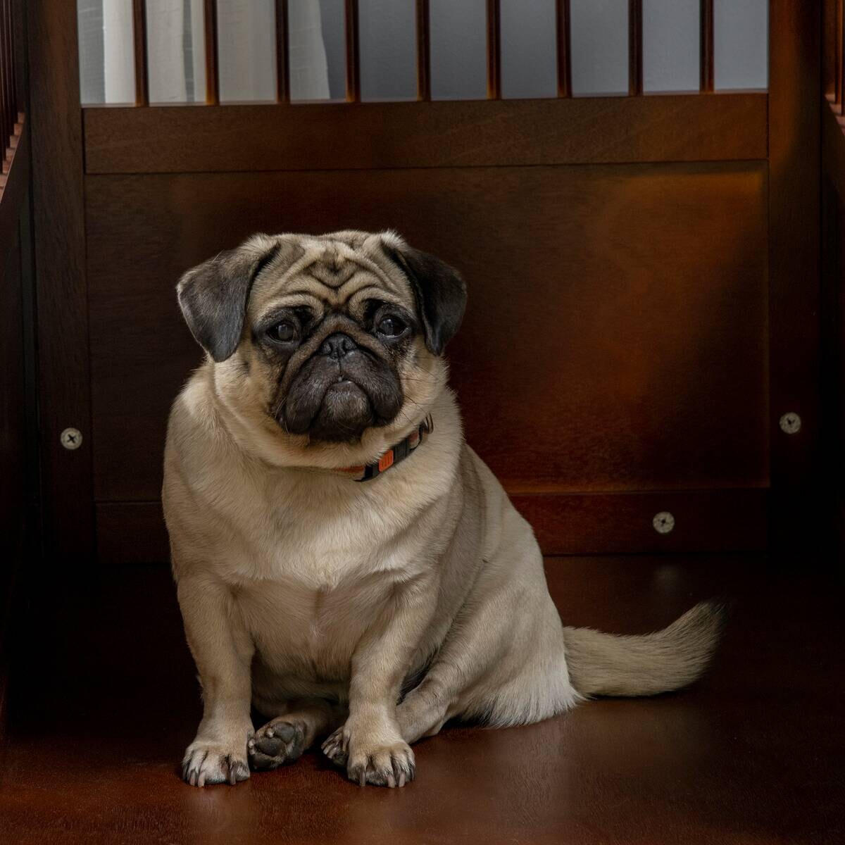 PawHut Hunde-Zubehör braun Edelstahl B/H/L: ca. 59,5x80,5x67,5 cm