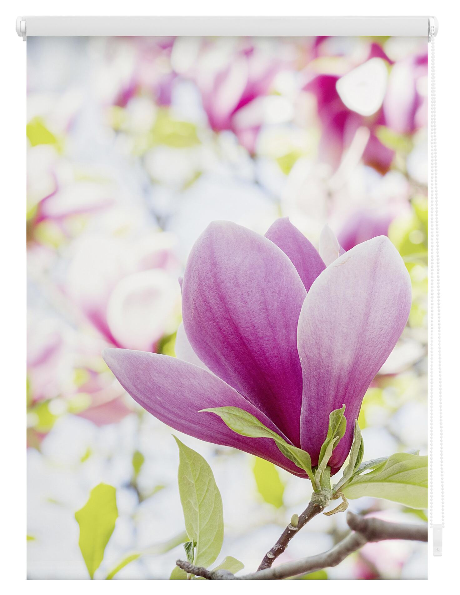 LICHTBLICK Verdunkelungsrollo Magnolie rosa B/L: ca. 70x150 cm