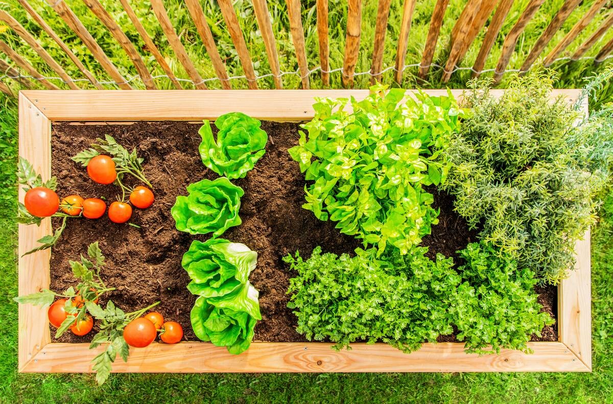 Westmann Hochbeet Lärche 130 natur Lärche B/H/L: ca. 65x84x130 cm