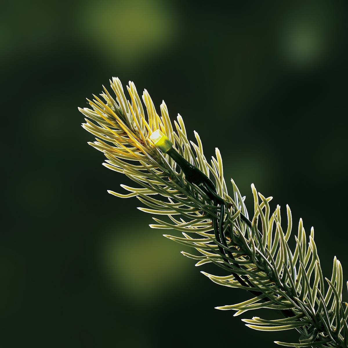 Evergreen Weihnachtsbaum Vermont Fichte grün PVC H/D: ca. 180x129 cm