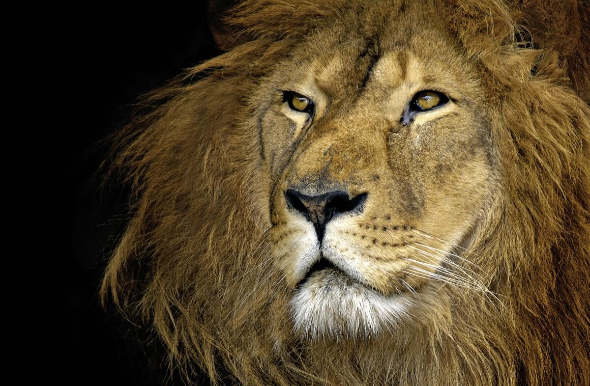 The Wall Keilrahmenbild Löwe B/L: ca. 76x116 cm