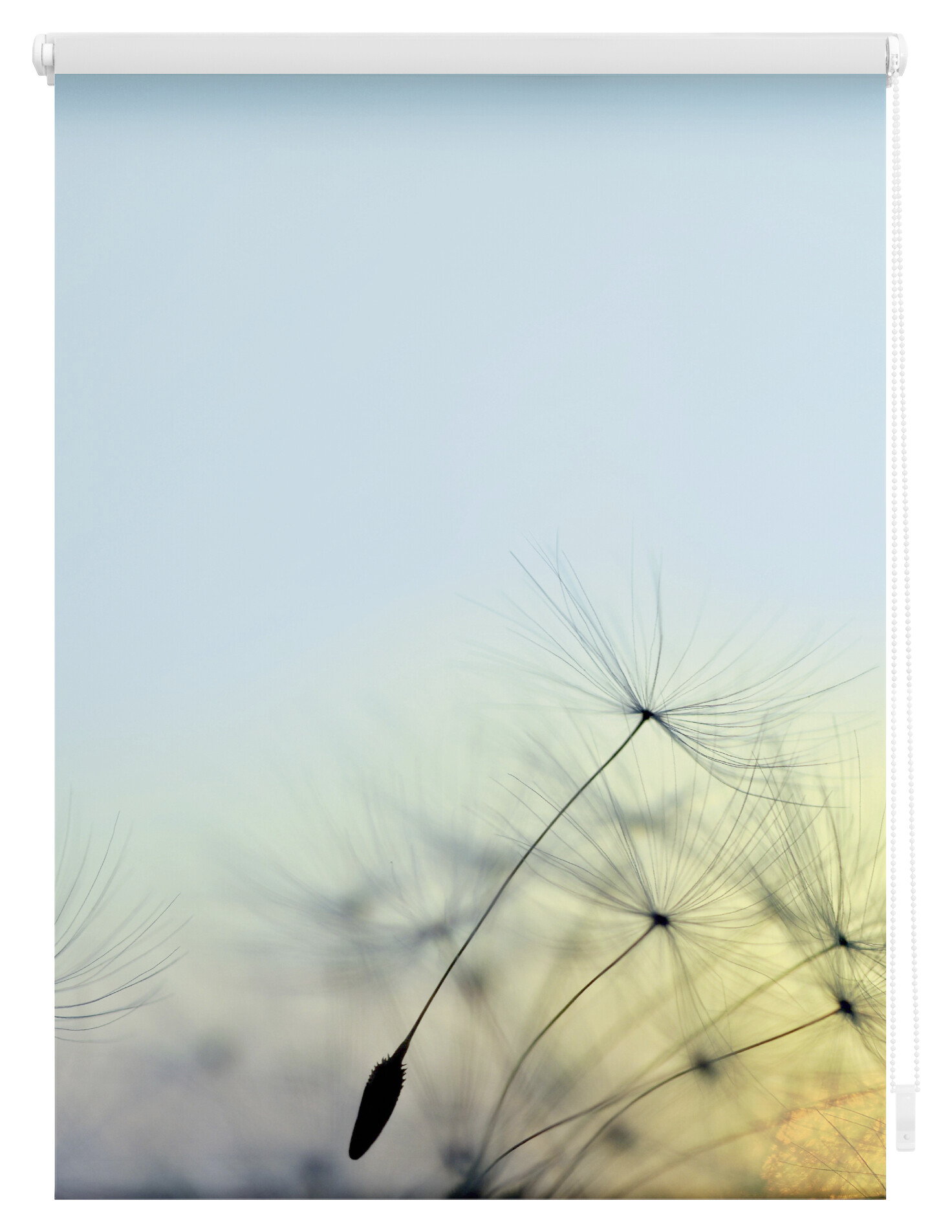 LICHTBLICK Rollo Pusteblume blau B/L: ca. 100x150 cm