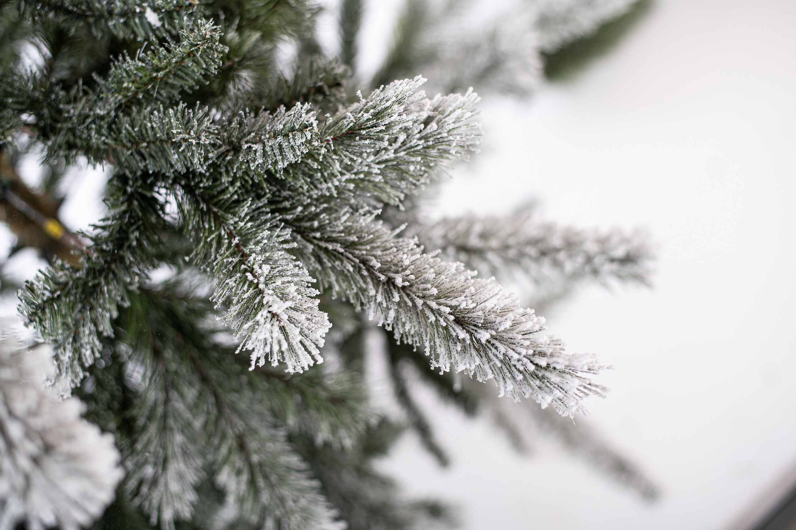 Evergreen Weihnachtsbaum Cedar Kiefer grün PVC B/H: ca. 114x210 cm