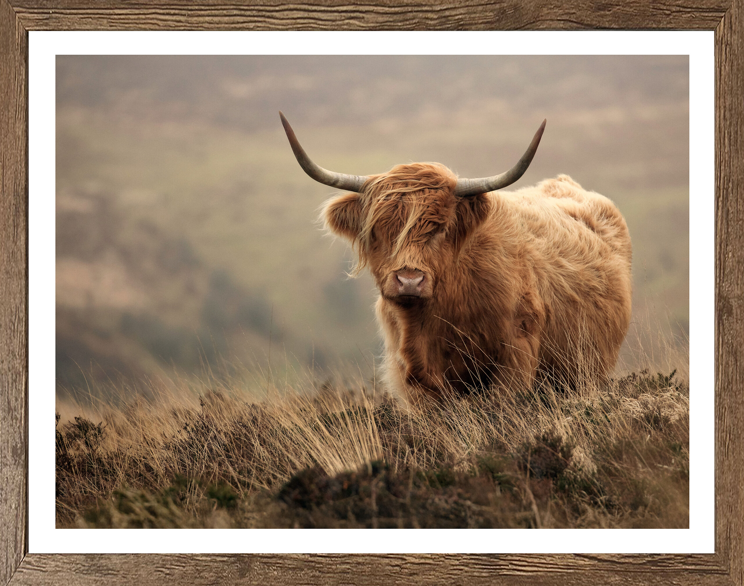 Gerahmtes Bild Tiere B/H: ca. 50x40 cm