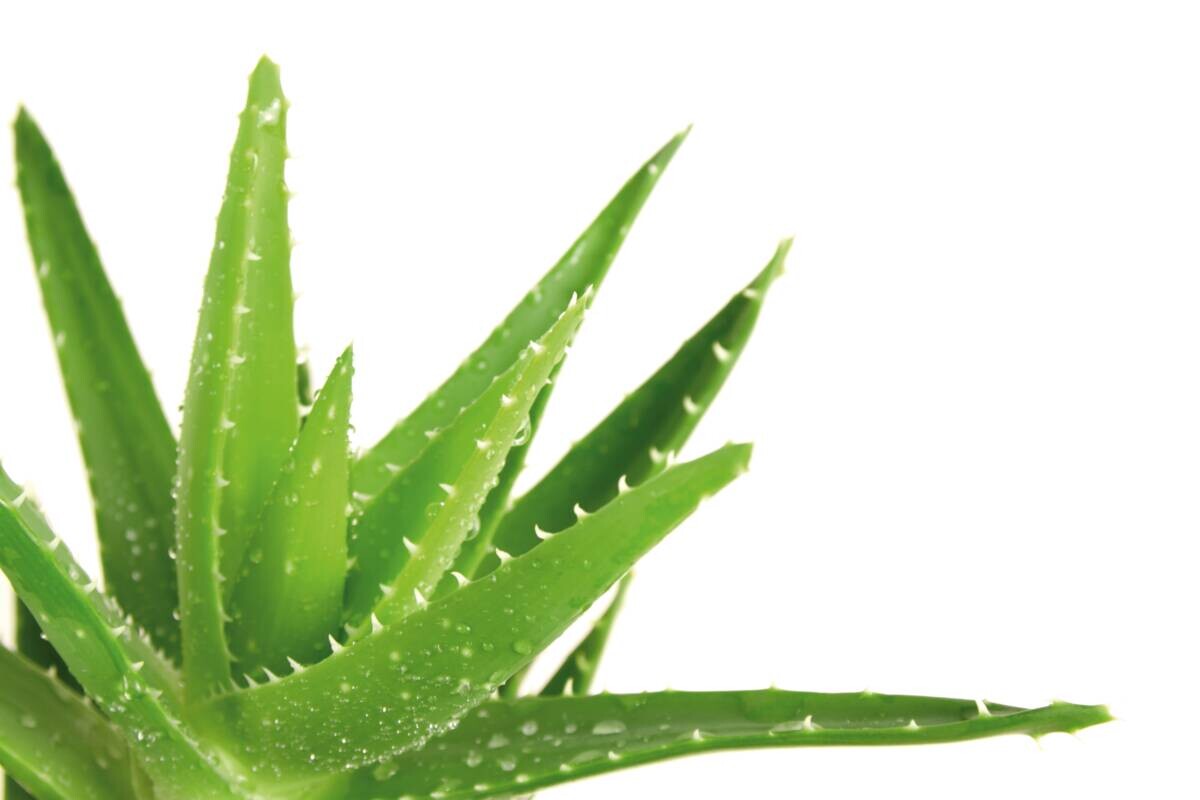 Steppbett Aloe Vera