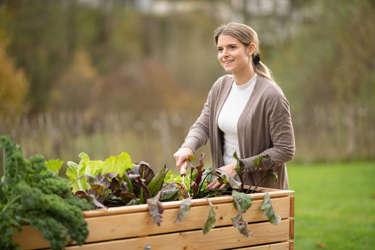 Westmann Hochbeet Fichte XL natur Fichte B/H/L: ca. 70x90x160 cm