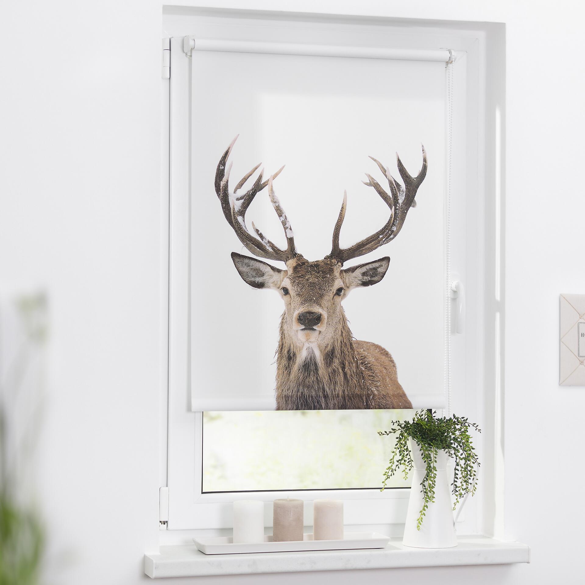 LICHTBLICK Rollo Hirsch braun B/L: ca. 80x150 cm