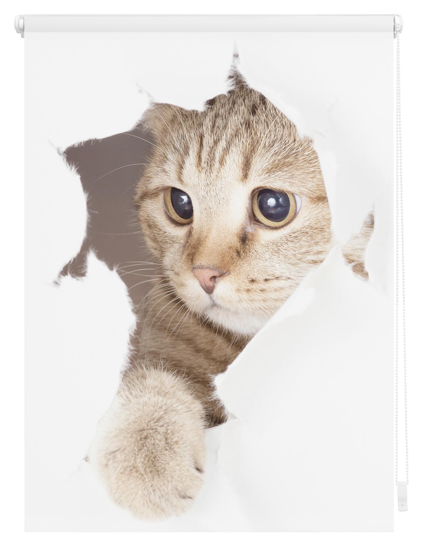 LICHTBLICK Verdunkelungsrollo Katze weiß B/L: ca. 120x150 cm