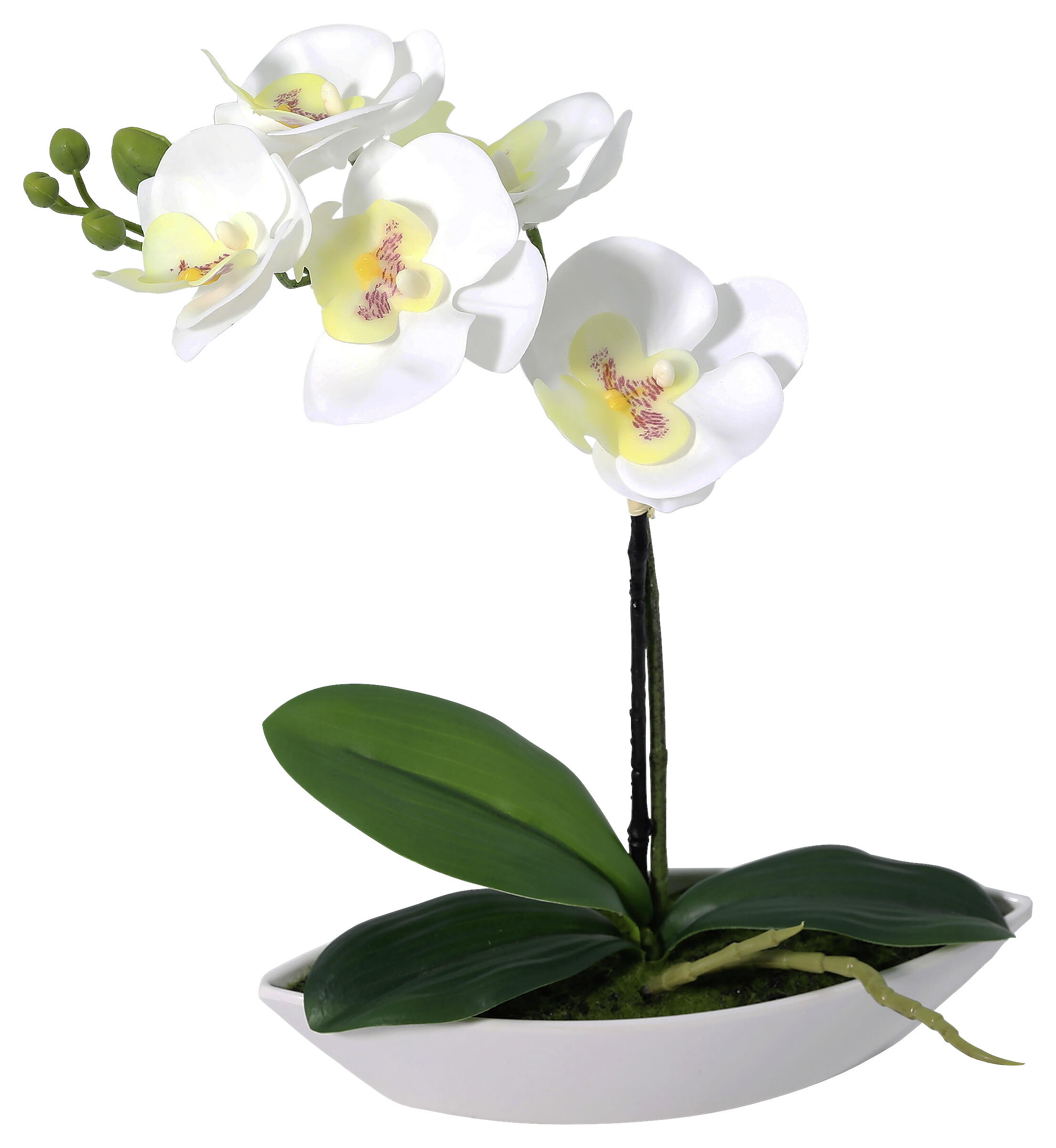 Orchidee weiß Kunststoff B/H/L: ca. 8x30x24 cm