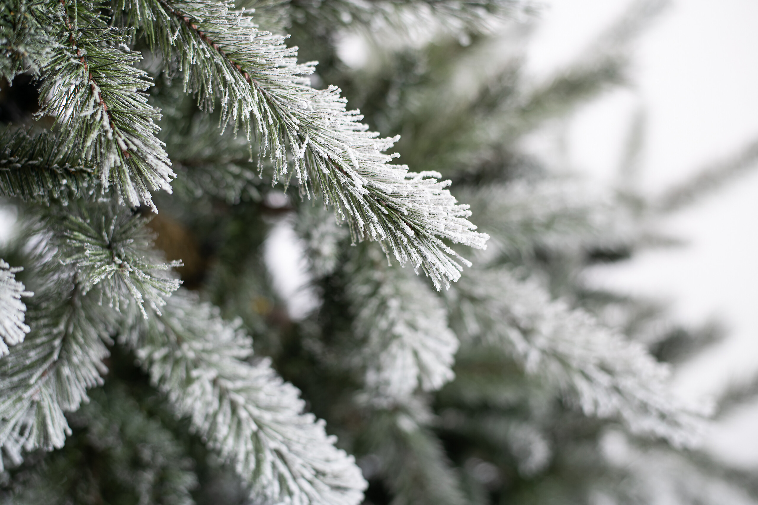 Evergreen Weihnachtsbaum Cedar Kiefer grün PVC B/H: ca. 114x210 cm