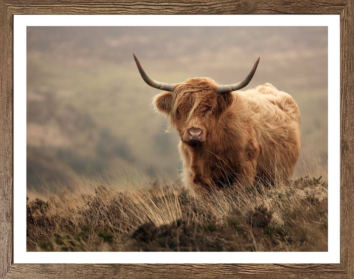 Gerahmtes Bild Tiere B/H: ca. 50x40 cm