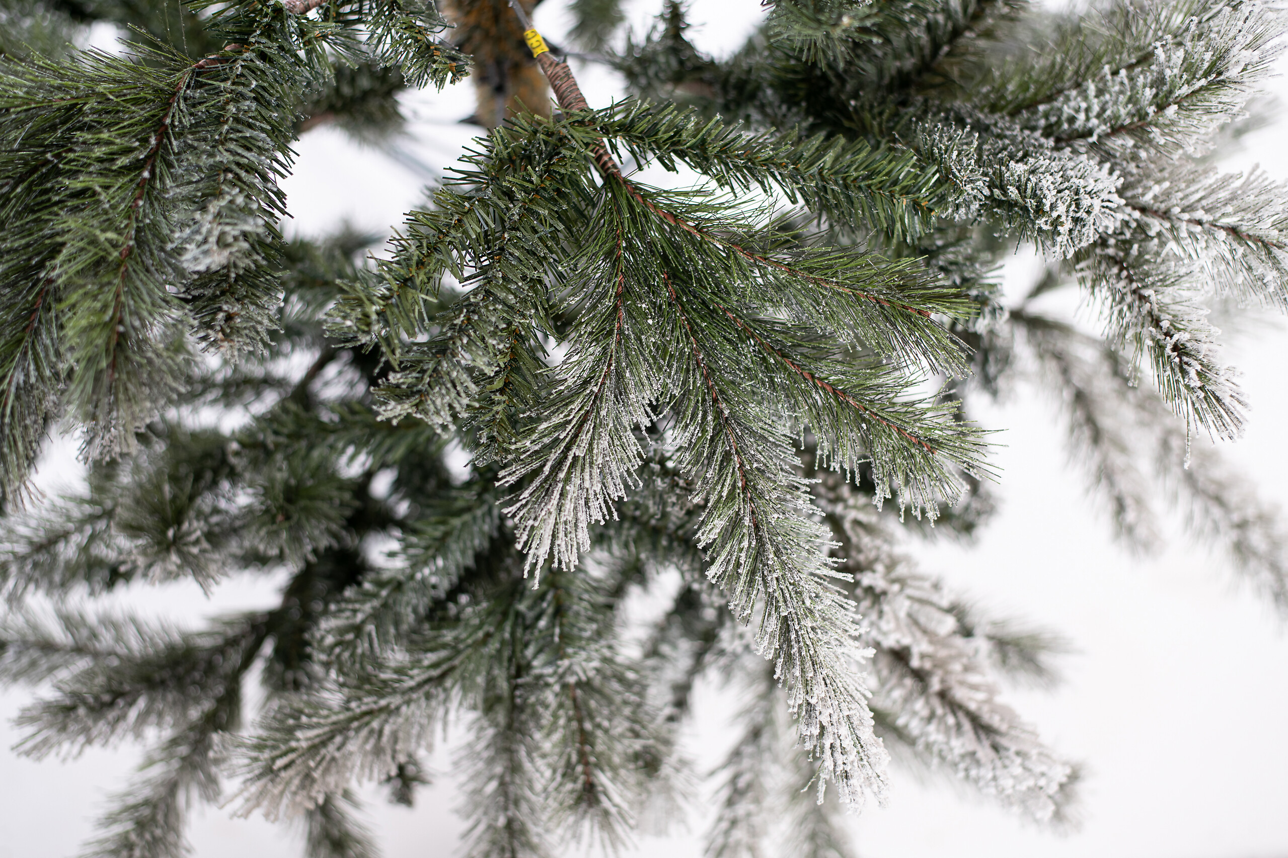 Evergreen Weihnachtsbaum Cedar Kiefer grün PVC B/H: ca. 114x210 cm