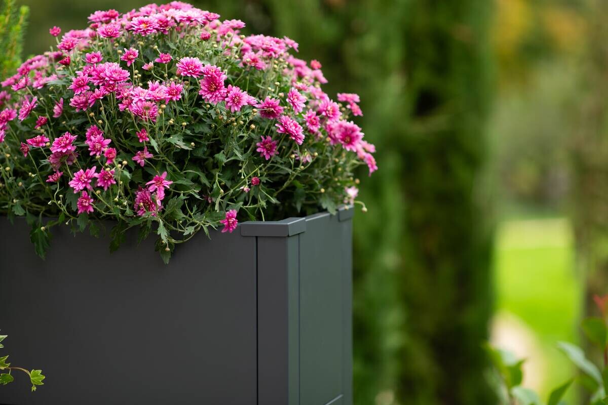 Westmann Pflanzkasten Talus anthrazit Metall B/H/L: ca. 100x52x25 cm
