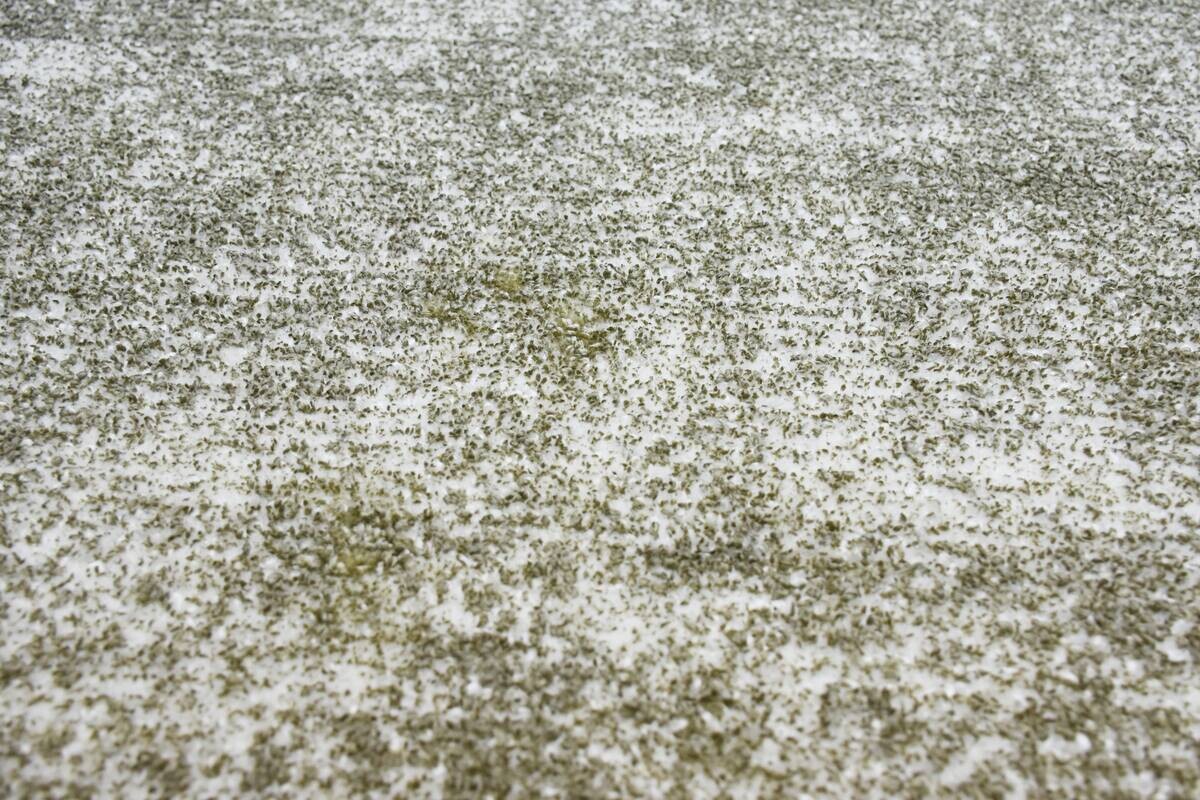 Kayoom Kurzflorteppich Etna 110 olive B/H/L: ca. 80x0,9x150 cm