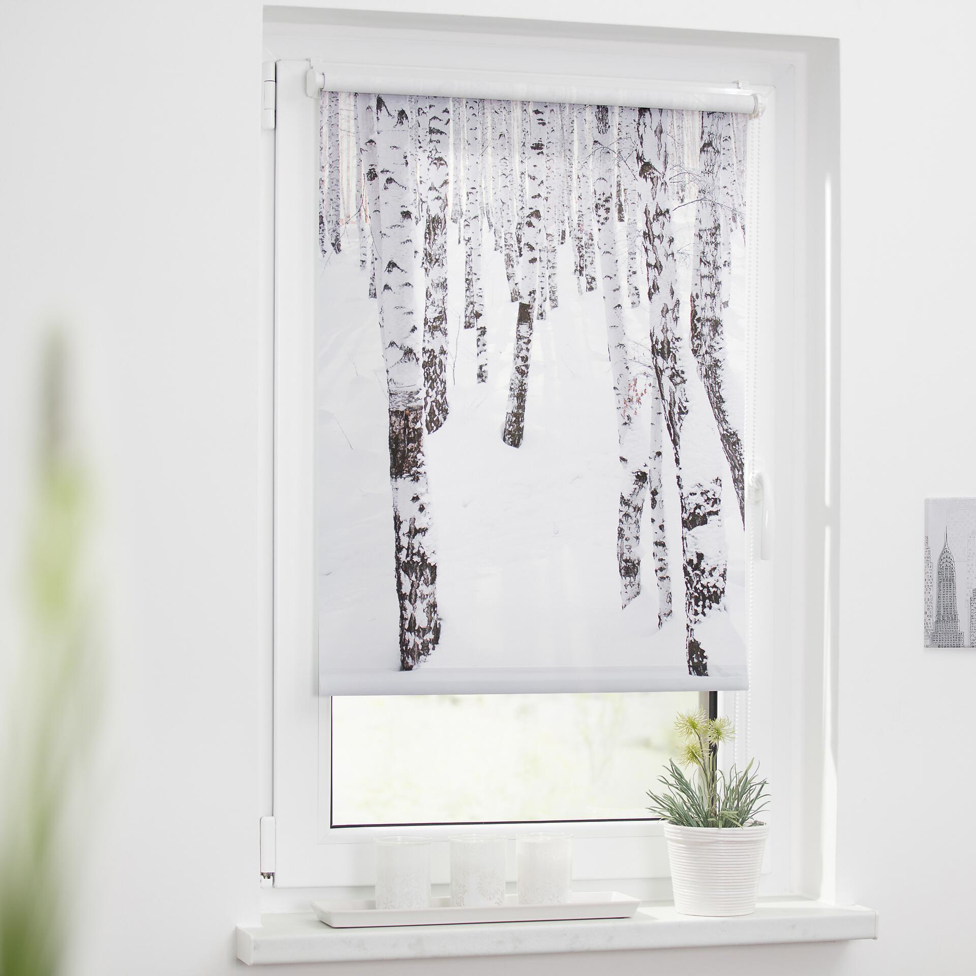 LICHTBLICK Rollo Birkenwald weiß B/L: ca. 90x150 cm