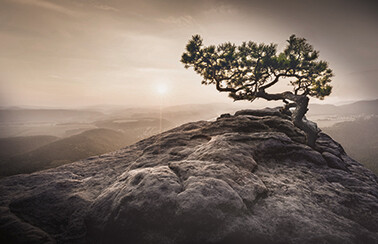 Wandbild Baum B/L: ca. 58x90 cm