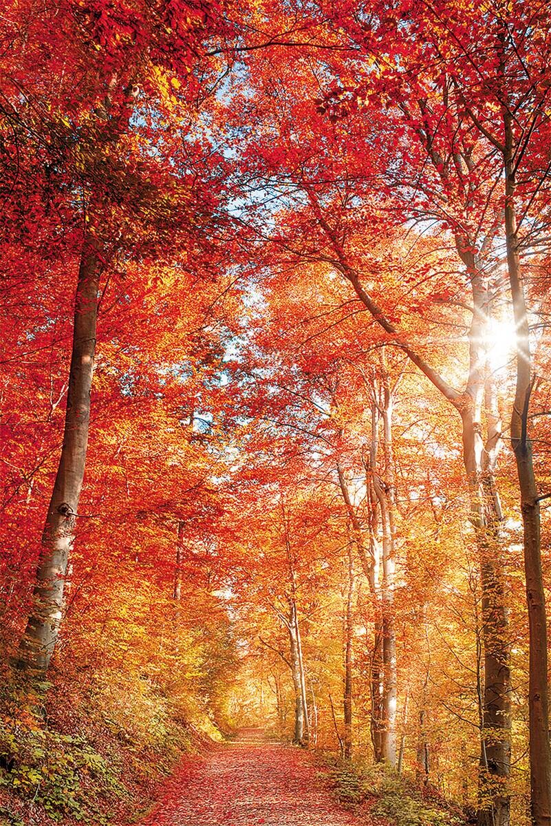 Keilrahmenbild Baum B/H: ca. 90x60 cm