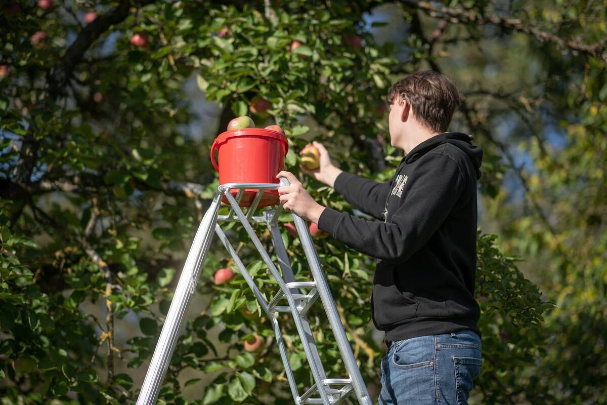Niwaki Gartenleiter 3-Holm 3-Holm silber B/H: ca. 147x300 cm