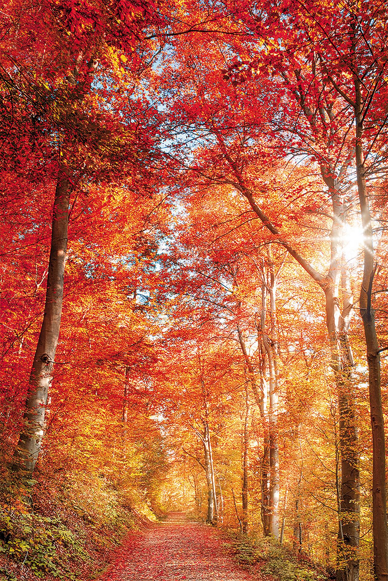 Keilrahmenbild Baum B/H: ca. 90x60 cm