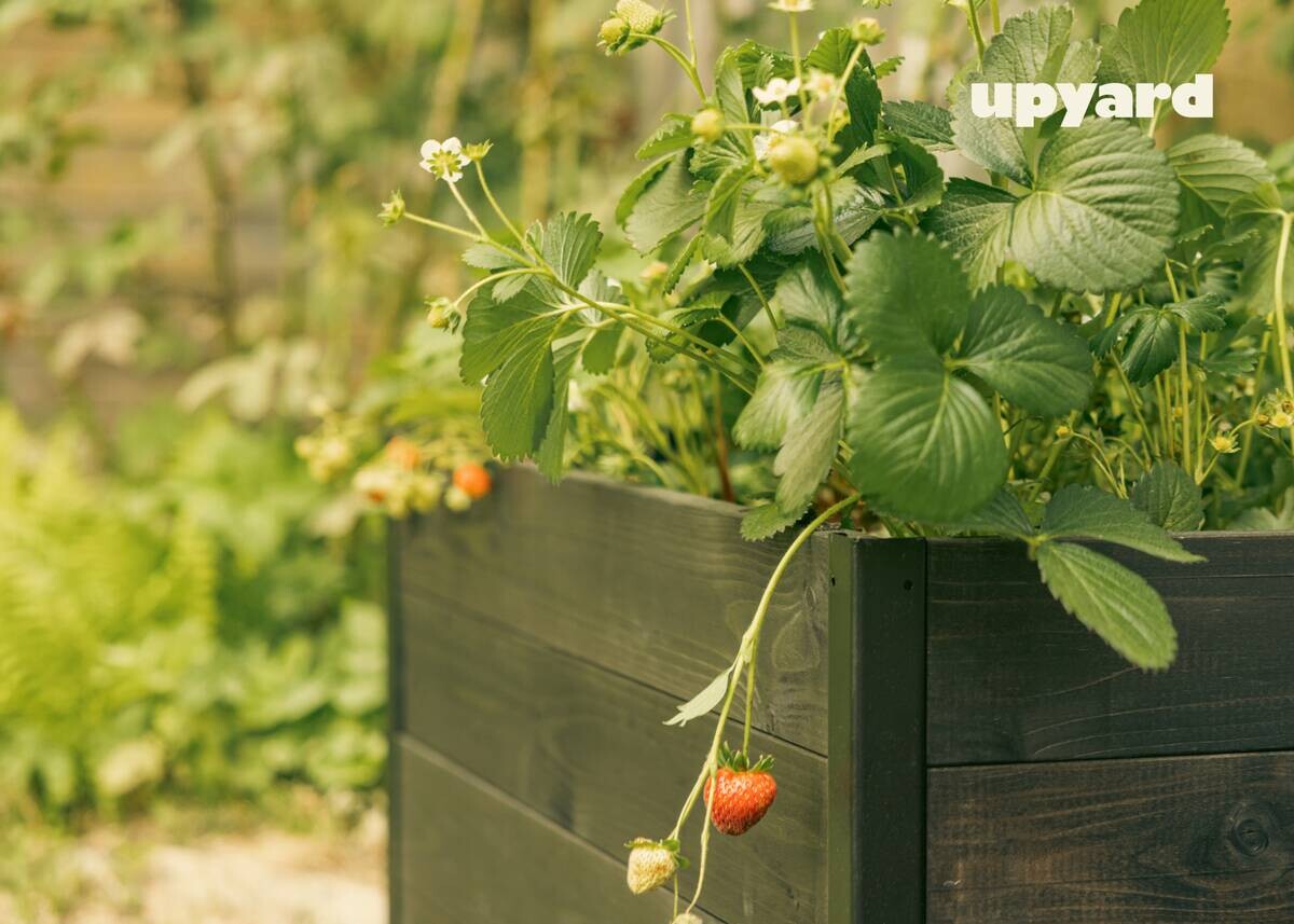 UPYARD Hochbeet MODERN schwarz Holz B/H/L: ca. 60x40x80 cm