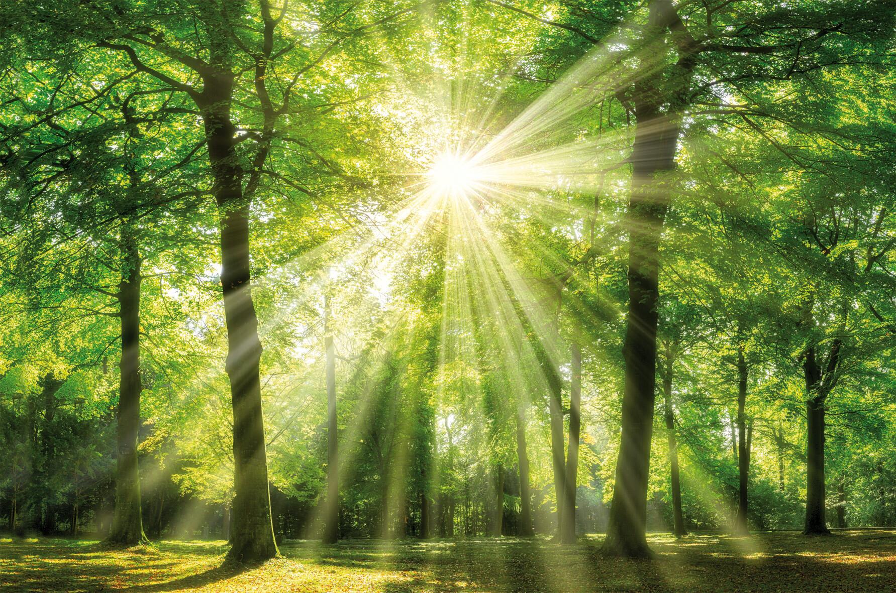 Bönninghoff Keilrahmenbild Wald B/L: ca. 78x118 cm