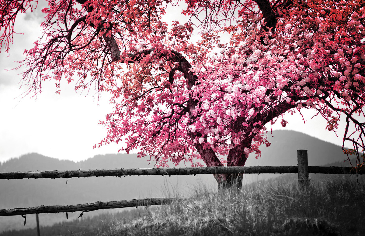 The Wall Wandbild Baum B/L: ca. 58x90 cm