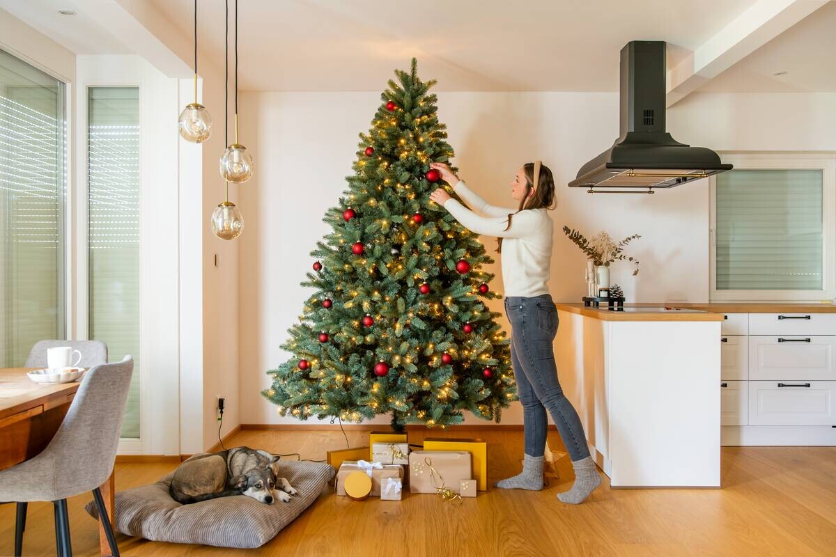 Evergreen Weihnachtsbaum Vermont Fichte