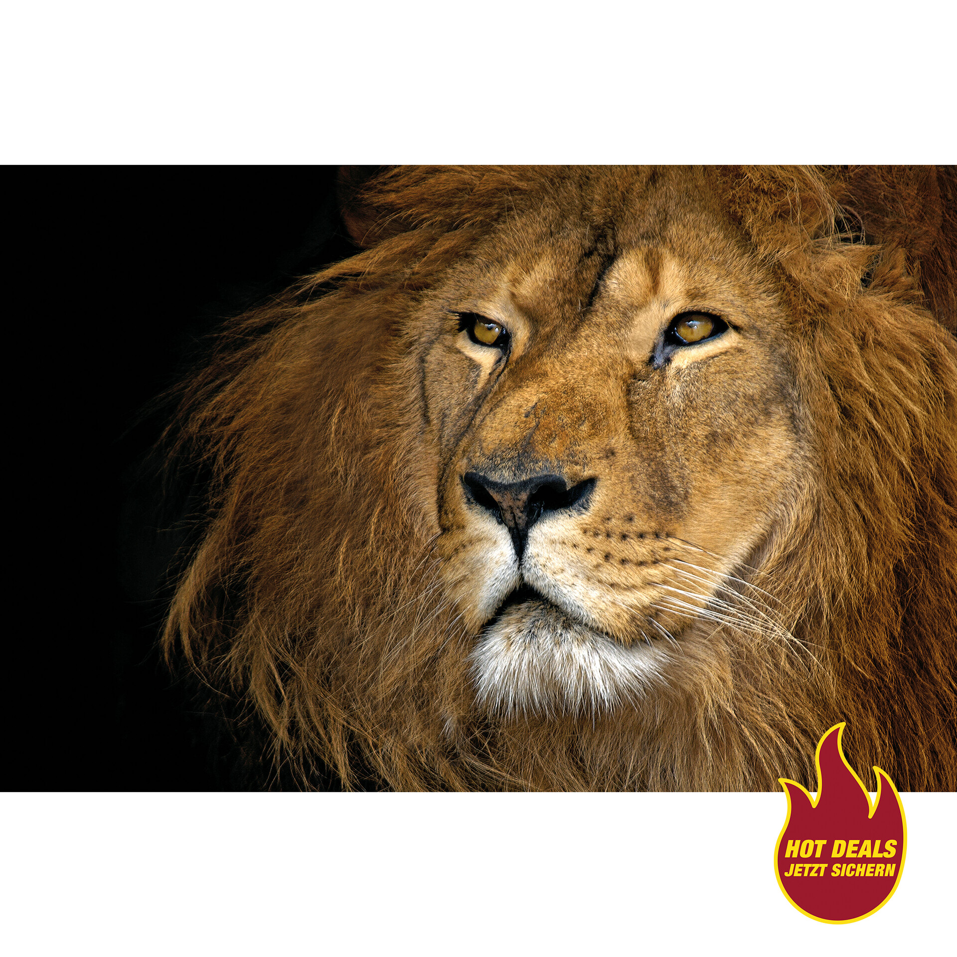 The Wall Keilrahmenbild Löwe B/L: ca. 76x116 cm