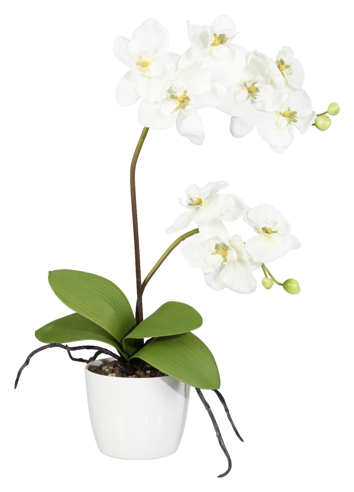 Orchidee creme Kunststoff H/D: ca. 60x13 cm