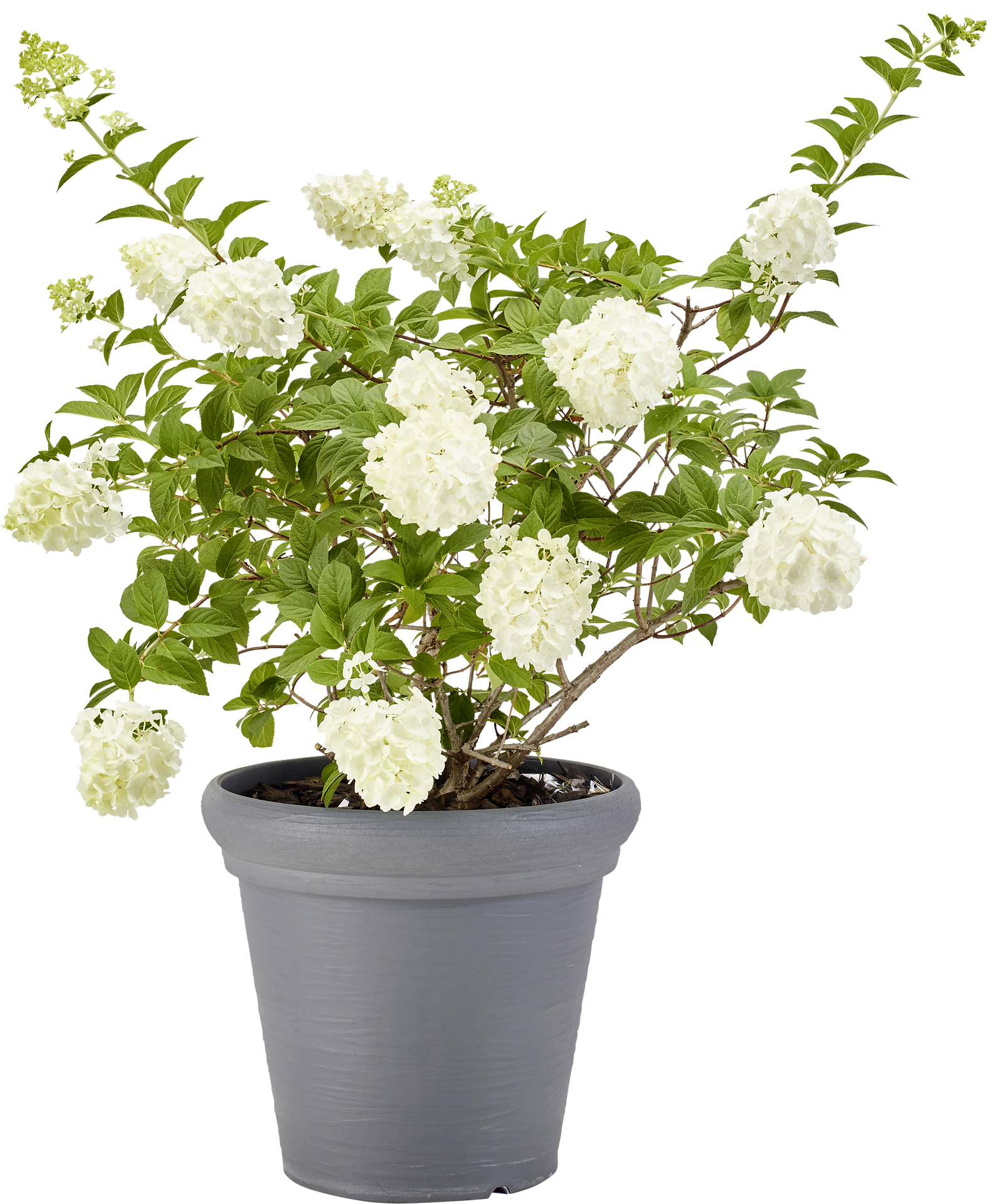 ProGarden Pflanztopf grau Kunststoff H/D: ca. 35x38 cm