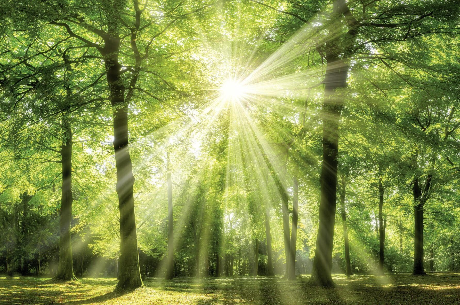 Bönninghoff Keilrahmenbild Wald B/L: ca. 78x118 cm