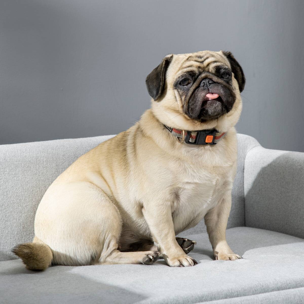 PawHut Hundesofa hellgrau Polyester B/H/L: ca. 82x36x54 cm