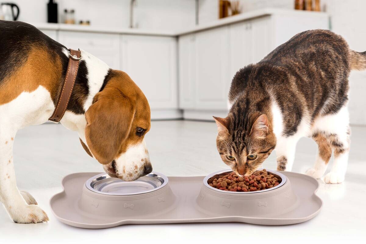 Futternapf silber Edelstahl