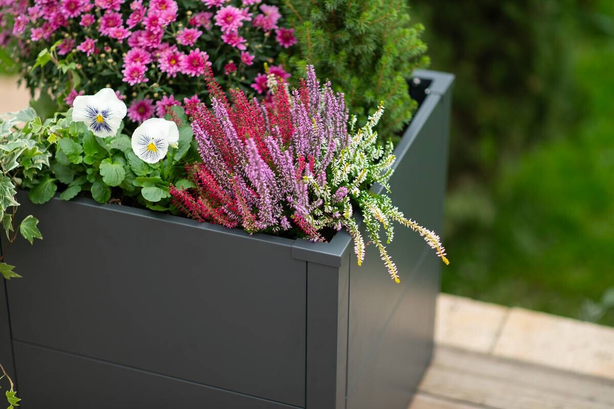 Westmann Pflanzkasten Talus anthrazit Metall B/H/L: ca. 50x50x50 cm