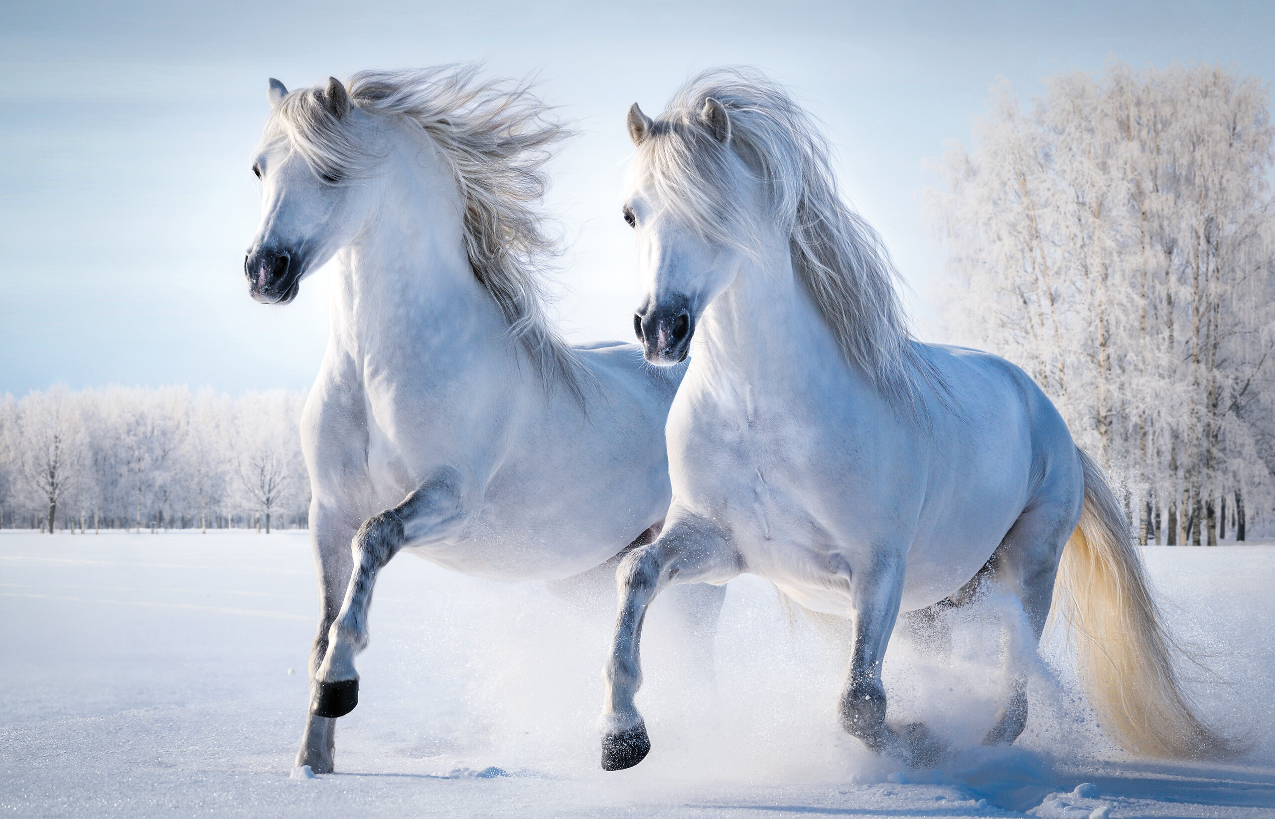 Keilrahmenbild Pferde