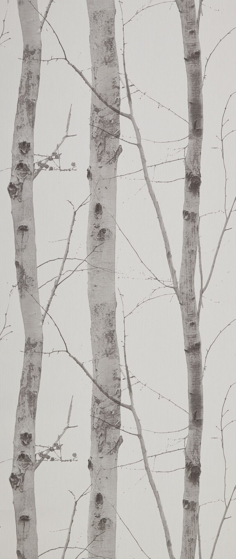 Vliestapete Birkenwald grau creme B/L: ca. 53x1005 cm